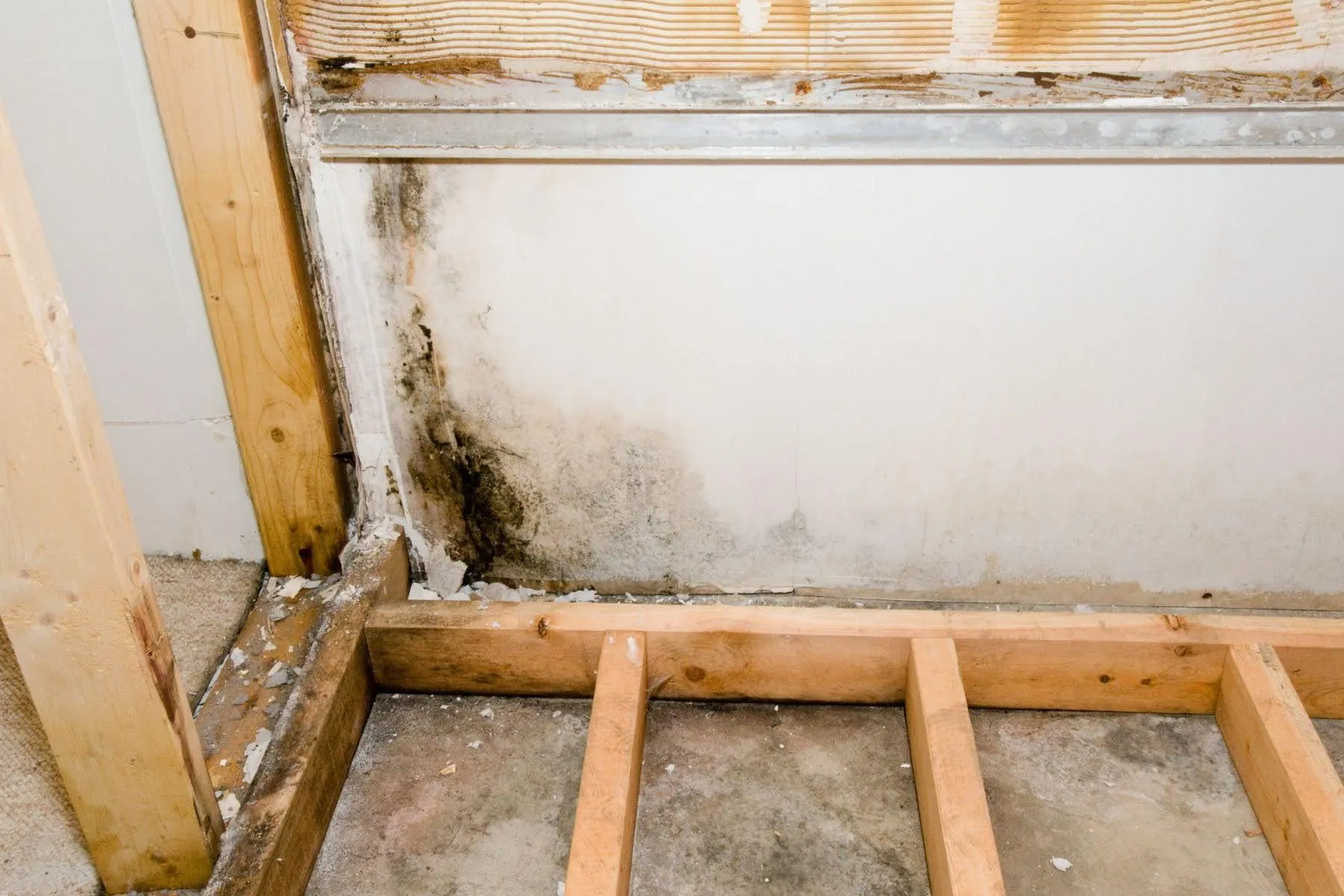 Great Lakes Basement Mold: Why Older Homes in the Region Face a Longer Fight