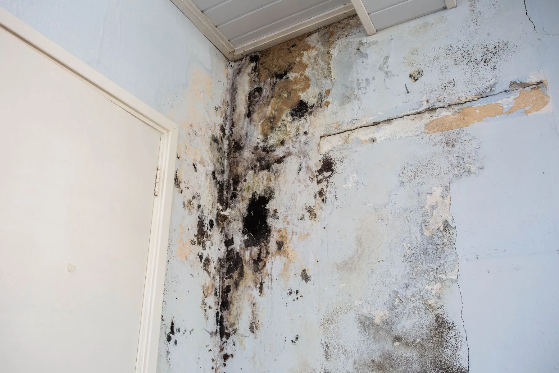 Mold After the Storm: What Florida Homeowners Need to Know