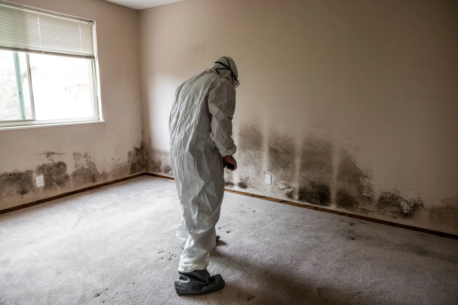 10 Warning Signs of Mold in Your Home or Business